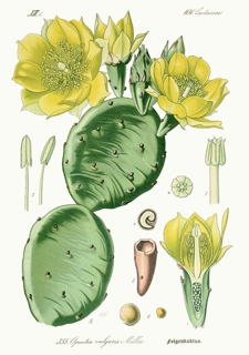 Ilustración de Tuna