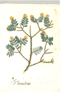 Ilustración de Damiana