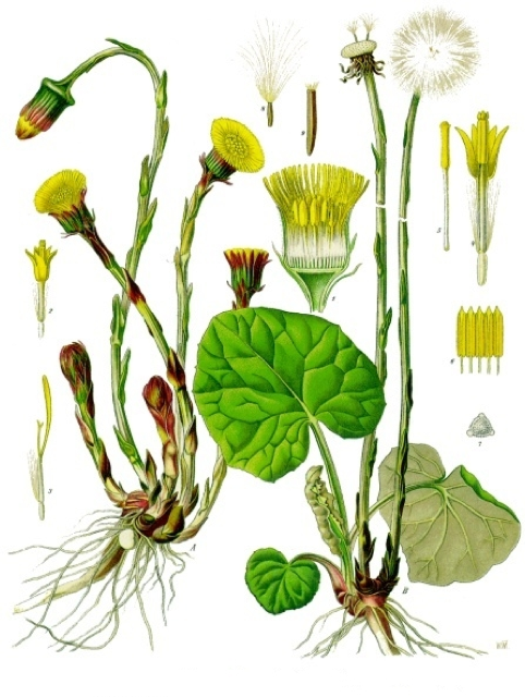 Ilustración botánica de Tussilago farfara