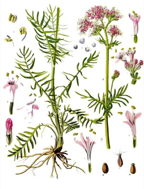 Ilustración botánica de Valeriana pinnatifida