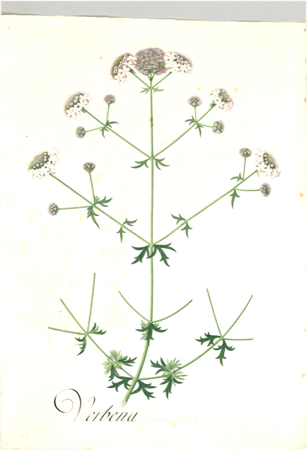 Ilustración botánica de Valeriana decussata