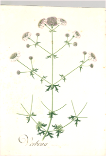 Ilustración botánica de Valeriana de panícula