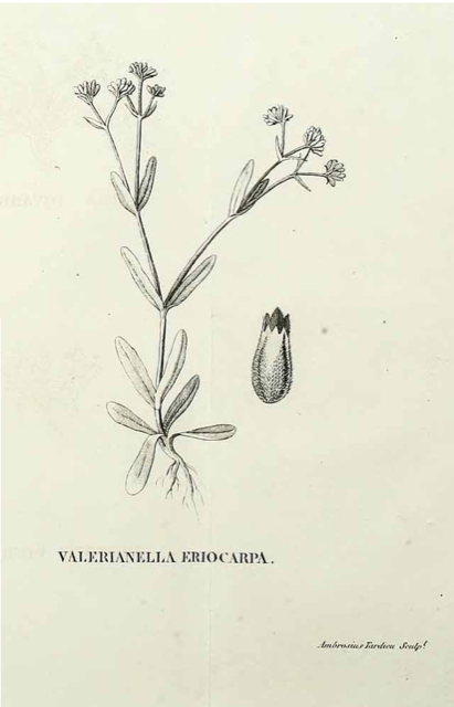Ilustración botánica de Valerianella eriocarpa