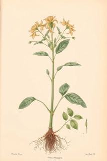 Ilustración botánica de Papayuela