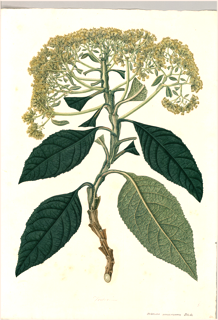 Ilustración de Capitaneja