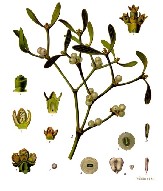 Ilustración botánica de Viscum album
