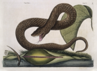 Ilustración botánica de Malanga